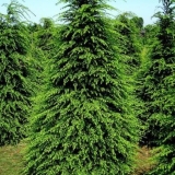 Kanadska kukuta: opis i njega u predgrađu, fotografije u pejzažnom dizajnu, recenzije